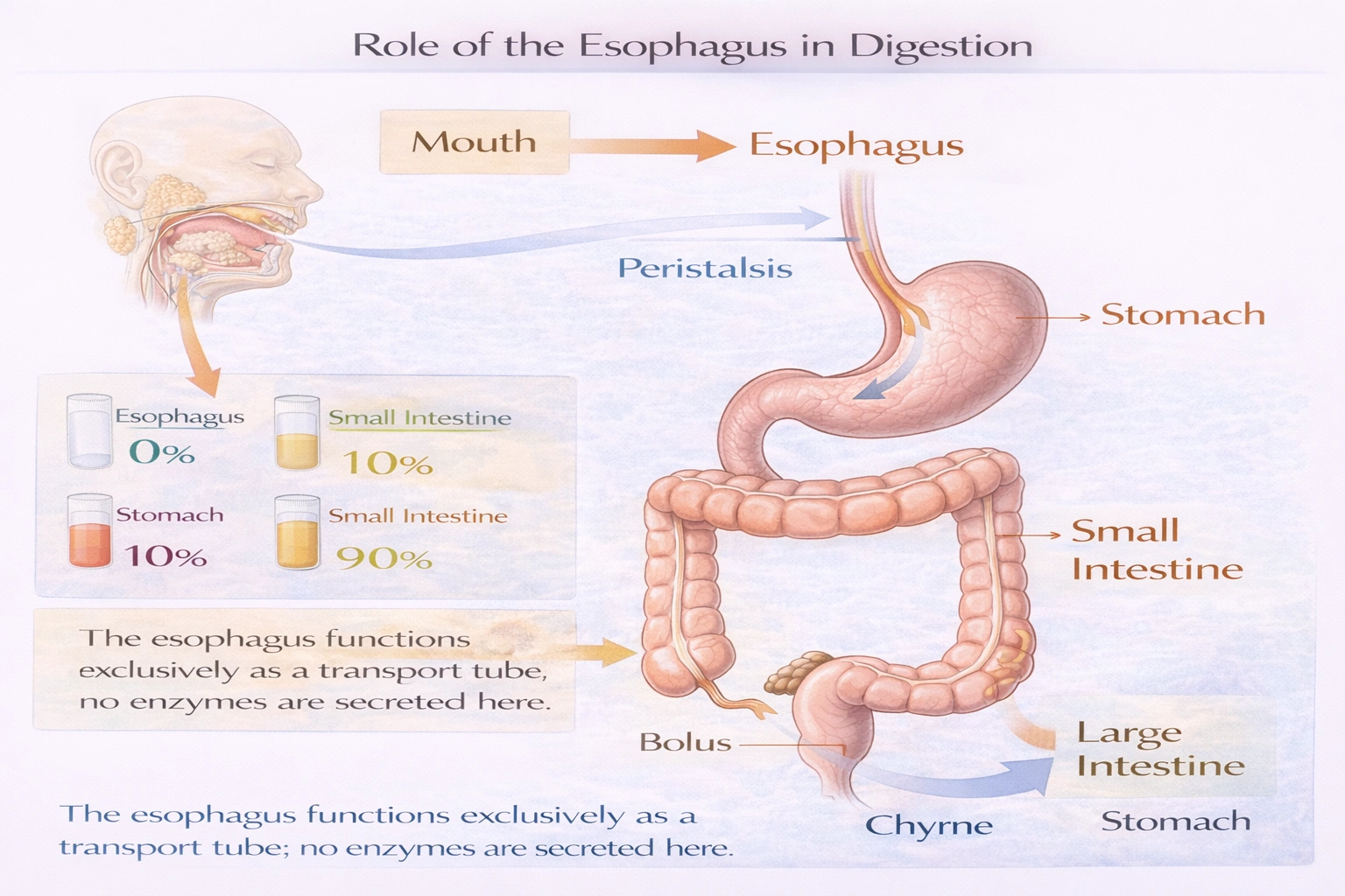 What percentage of digestion occurs in the esophagus?